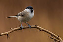 BUITEN BEELD Foto: 436234