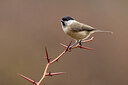 BUITEN BEELD Foto: 436235