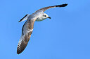 BUITEN BEELD Foto: 436237