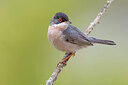 BUITEN BEELD Foto: 436239
