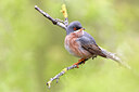 BUITEN BEELD Foto: 436242