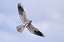 BUITEN BEELD Foto: 436243