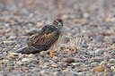 BUITEN BEELD Foto: 436244