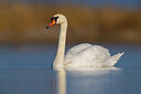BUITEN BEELD Foto: 436247
