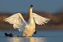 BUITEN BEELD Foto: 436248