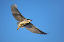 BUITEN BEELD Foto: 436254
