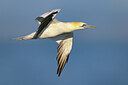 BUITEN BEELD Foto: 436257