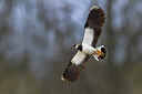 BUITEN BEELD Foto: 436258