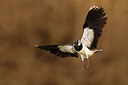 BUITEN BEELD Foto: 436259
