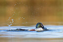 BUITEN BEELD Foto: 436263