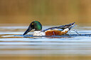 BUITEN BEELD Foto: 436264