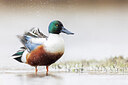 BUITEN BEELD Foto: 436274