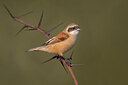 BUITEN BEELD Foto: 436279