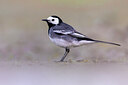 BUITEN BEELD Foto: 436282