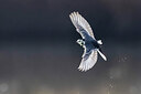 BUITEN BEELD Foto: 436286
