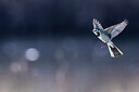 BUITEN BEELD Foto: 436290