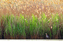 BUITEN BEELD Foto: 436292