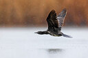 BUITEN BEELD Foto: 436294