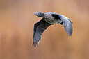 BUITEN BEELD Foto: 436296