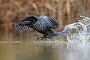 BUITEN BEELD Foto: 436302