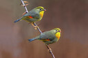 BUITEN BEELD Foto: 436316