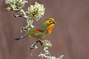 BUITEN BEELD Foto: 436317