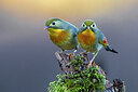 BUITEN BEELD Foto: 436319