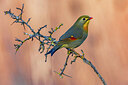 BUITEN BEELD Foto: 436320