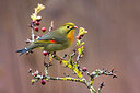 BUITEN BEELD Foto: 436322