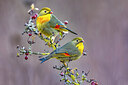 BUITEN BEELD Foto: 436323