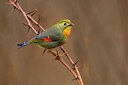 BUITEN BEELD Foto: 436327