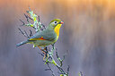 BUITEN BEELD Foto: 436328