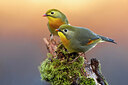 BUITEN BEELD Foto: 436330