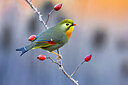 BUITEN BEELD Foto: 436331