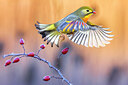 BUITEN BEELD Foto: 436332