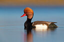 BUITEN BEELD Foto: 436334
