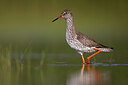 BUITEN BEELD Foto: 436337