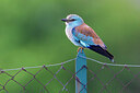 BUITEN BEELD Foto: 436341