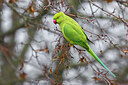 BUITEN BEELD Foto: 436342