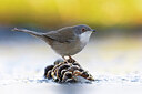BUITEN BEELD Foto: 436353