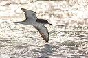BUITEN BEELD Foto: 436357