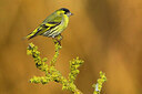 BUITEN BEELD Foto: 436366