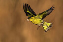 BUITEN BEELD Foto: 436374