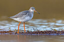 BUITEN BEELD Foto: 436383