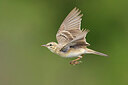 BUITEN BEELD Foto: 436387