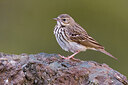 BUITEN BEELD Foto: 436401