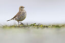 BUITEN BEELD Foto: 436406