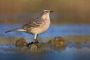 BUITEN BEELD Foto: 436408