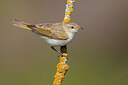 BUITEN BEELD Foto: 436414