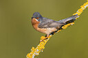 BUITEN BEELD Foto: 436417